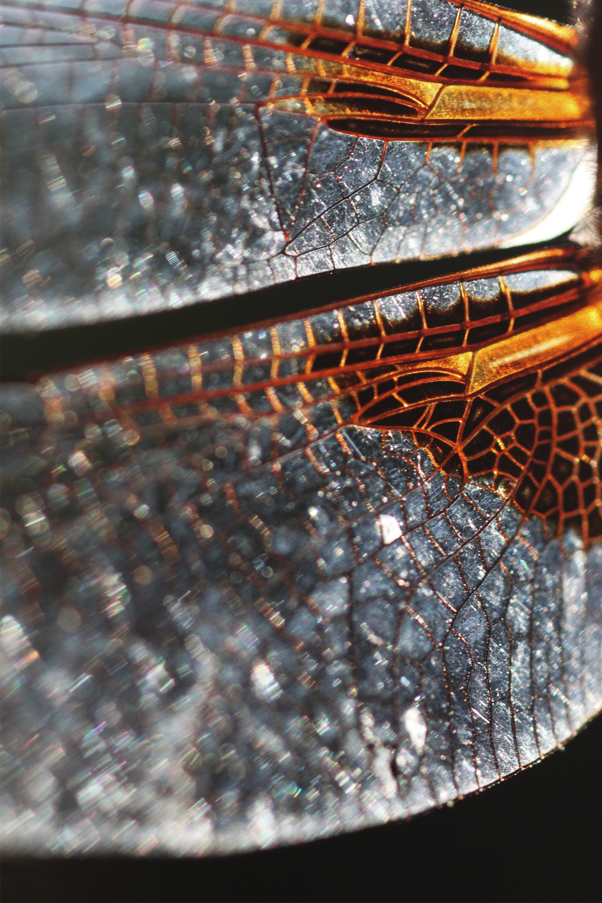 wings-of-a-dragonfly