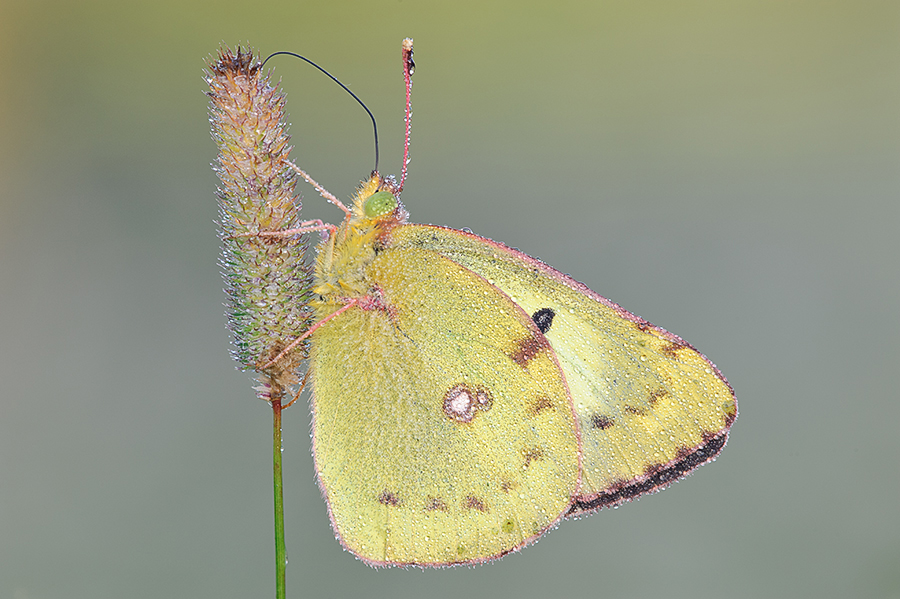 drinkende-luzernevlinder