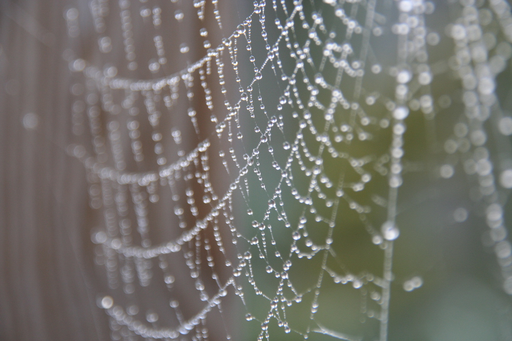 druppels-aan-een-spinnenweb