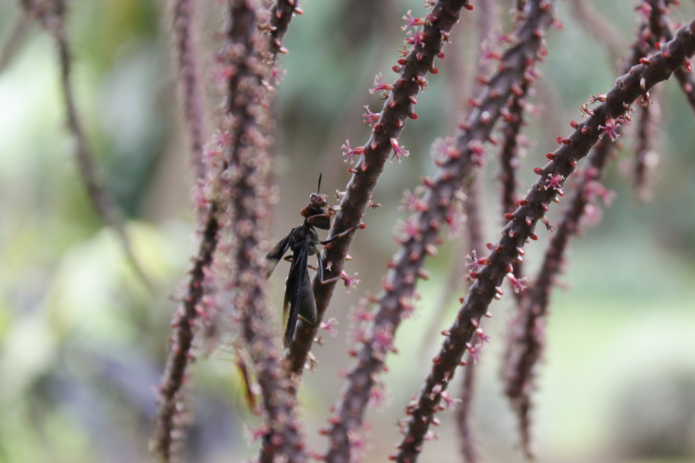 alleen-tussen-de-takken