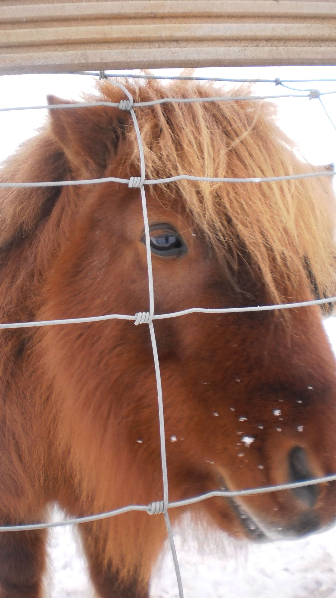 shetland-pony