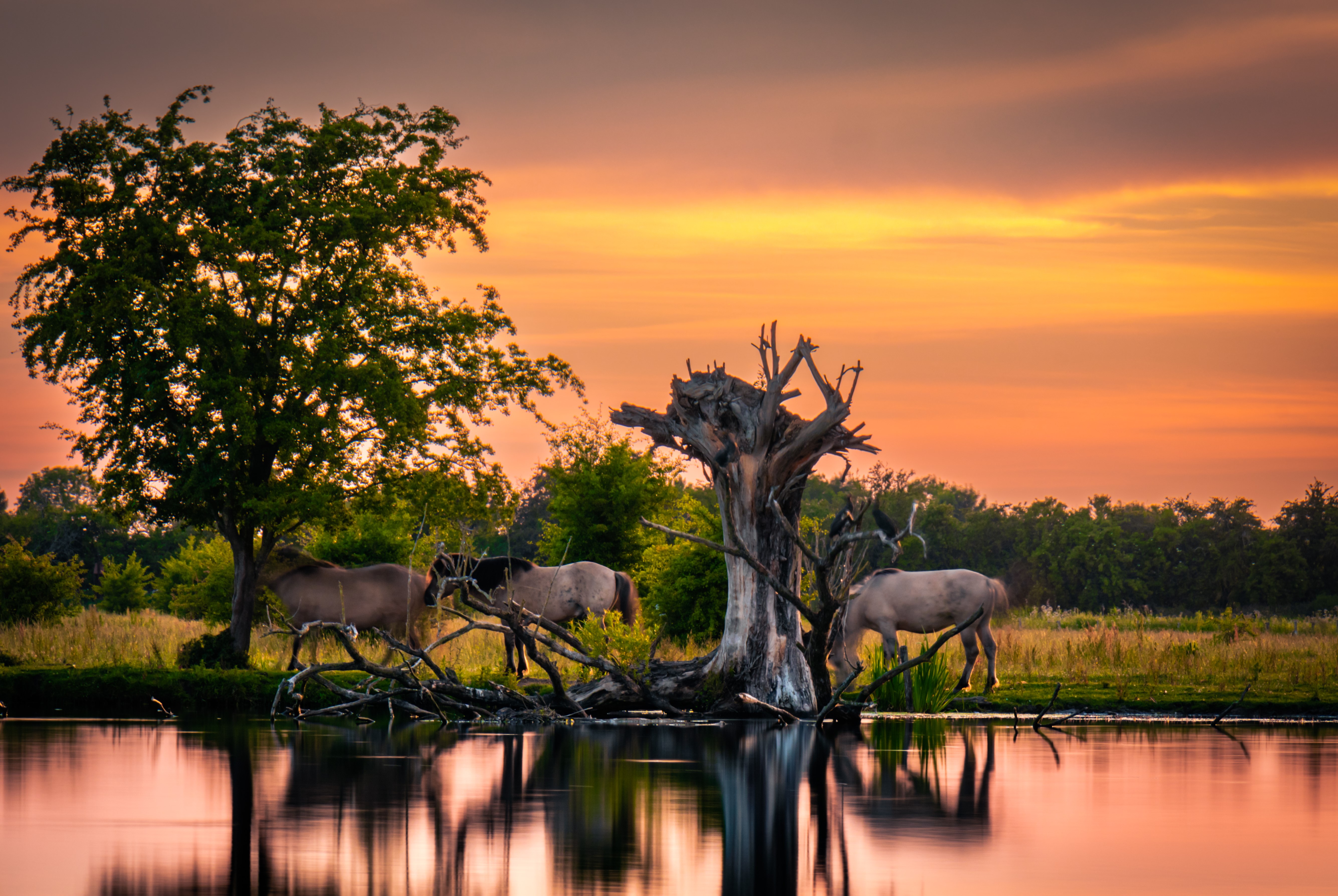zonsondergang-met-konikpaarden
