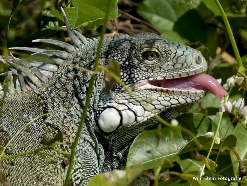 leguaan-steekt-tong-uit