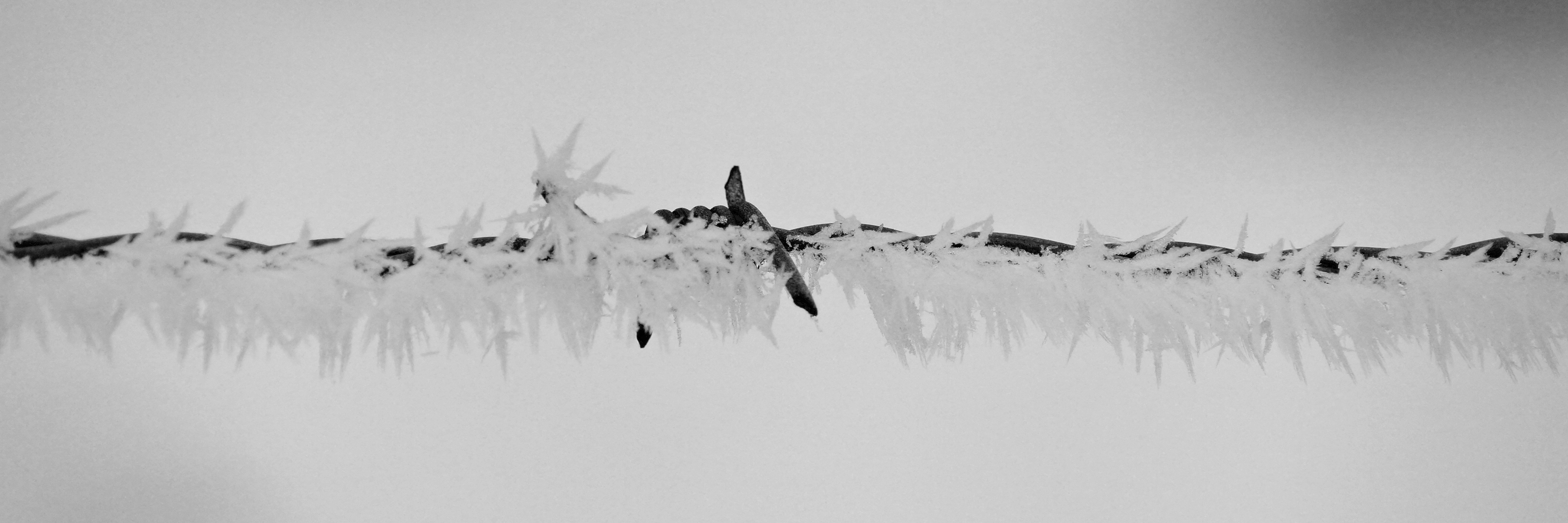 winters-prikkeldraad