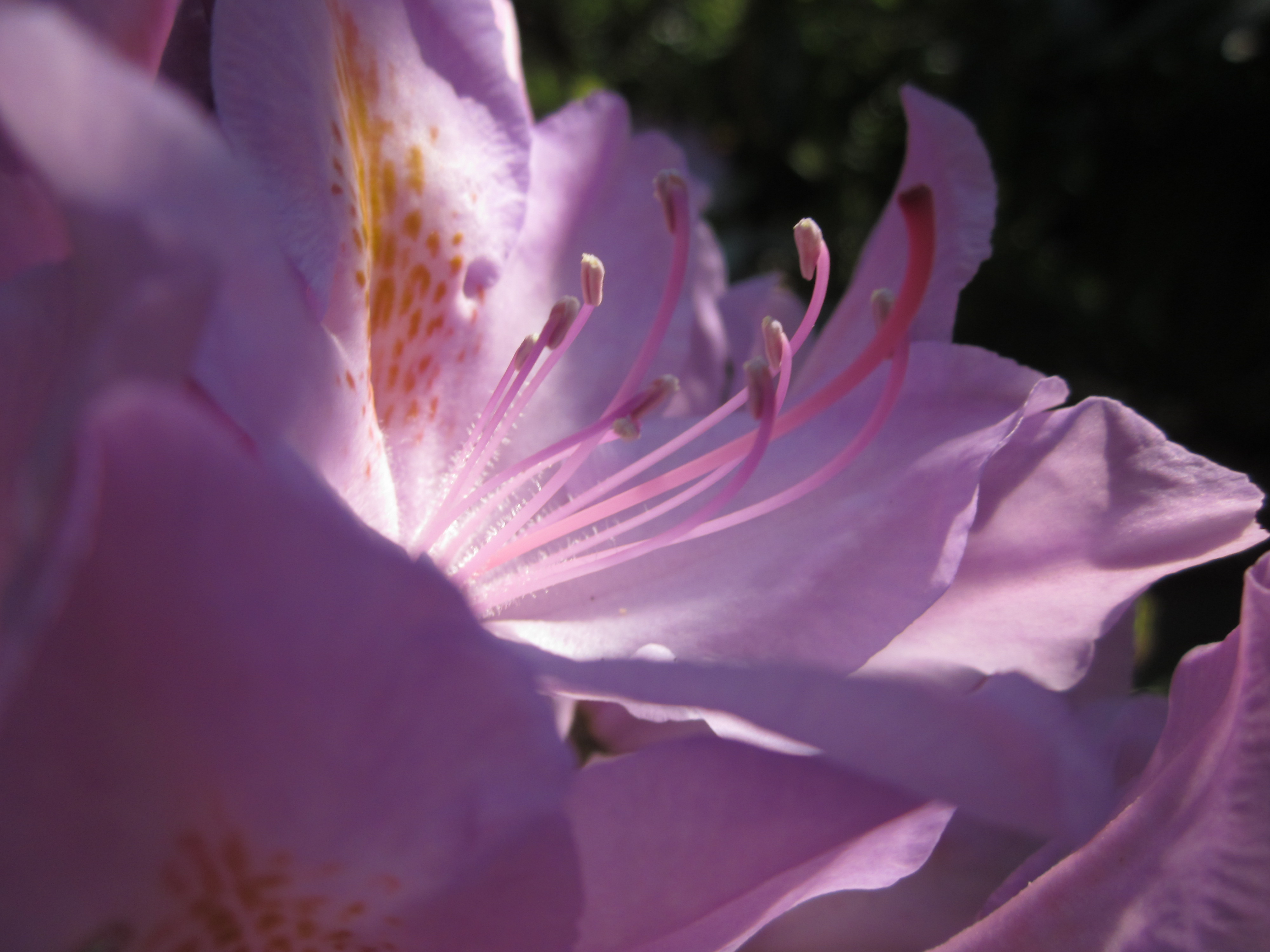 rhododendron-2