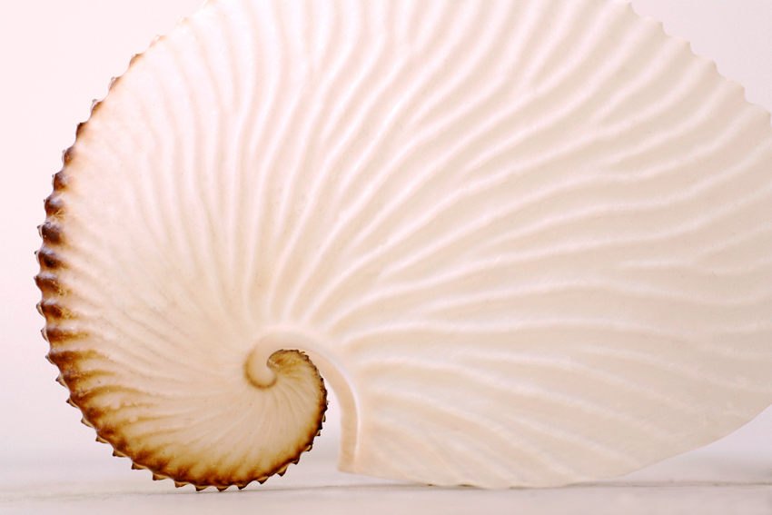 papershell