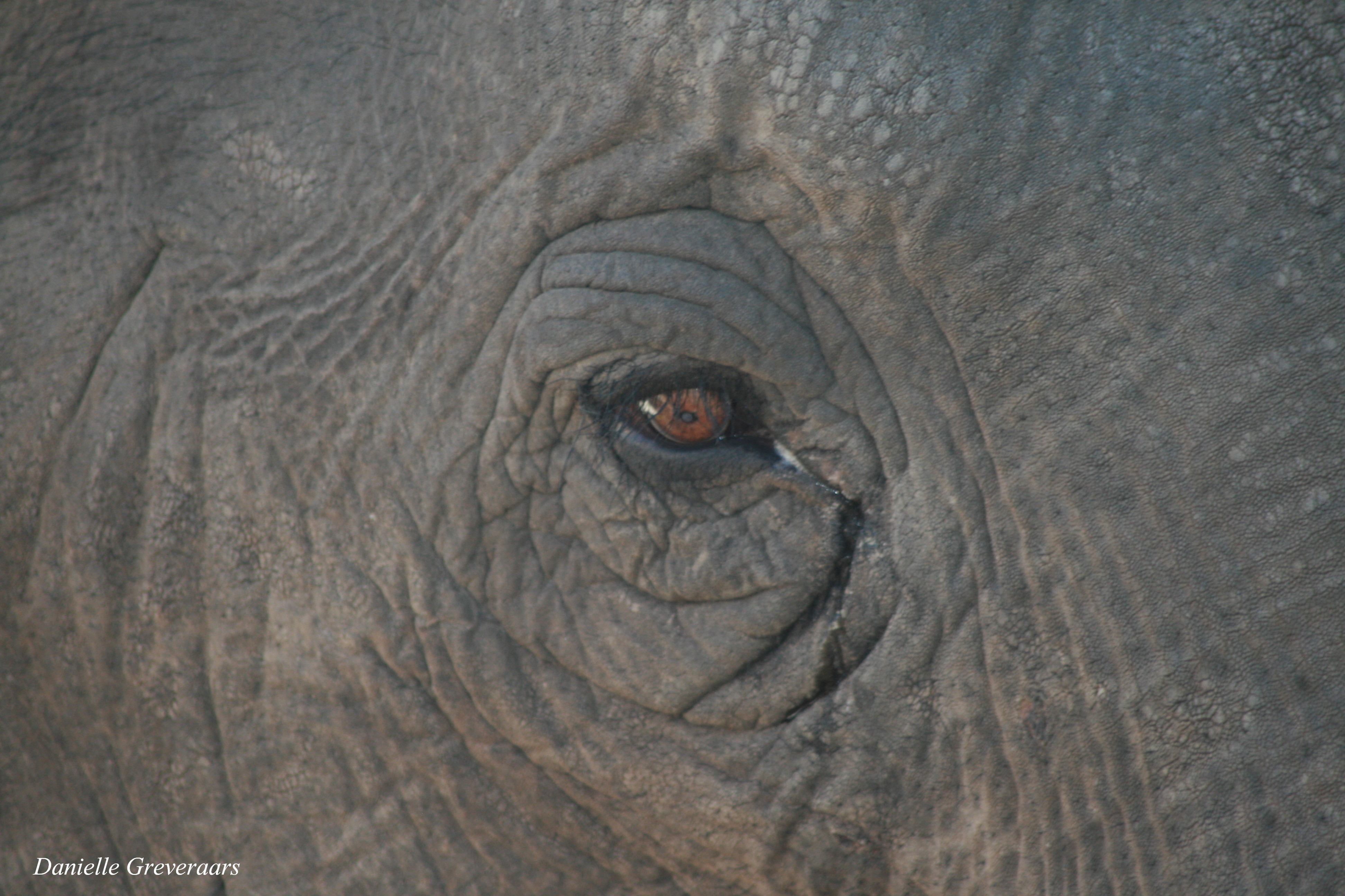 eye-of-the-elephant
