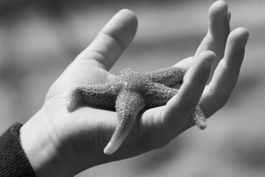 sterretje-uit-de-zee