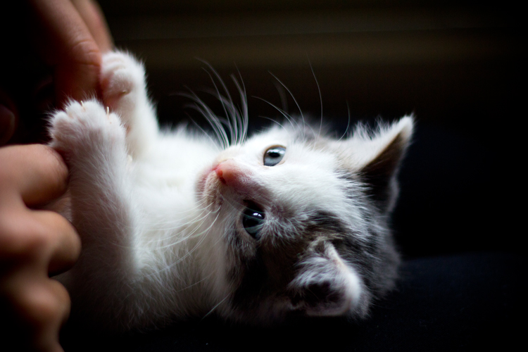little-kitten