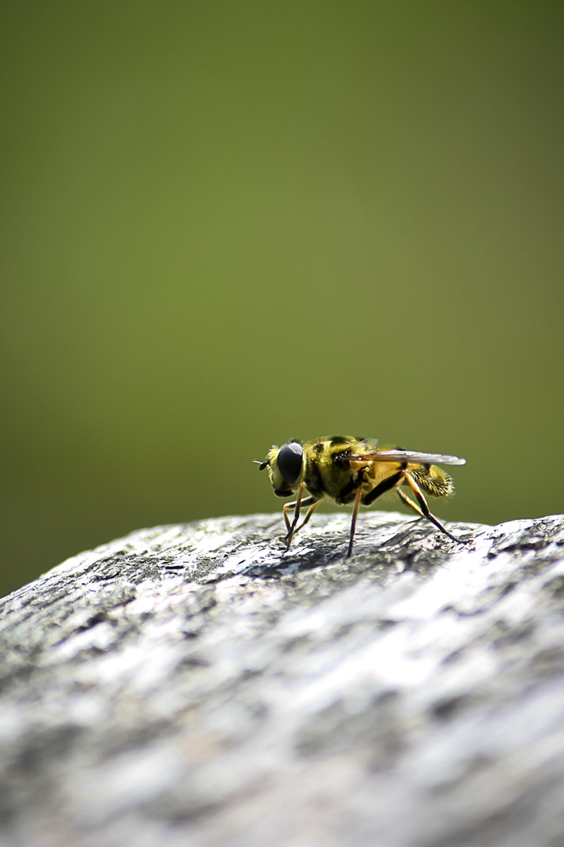 zweefvlieg-13