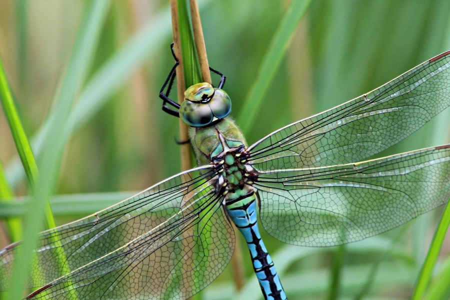 libelle-54