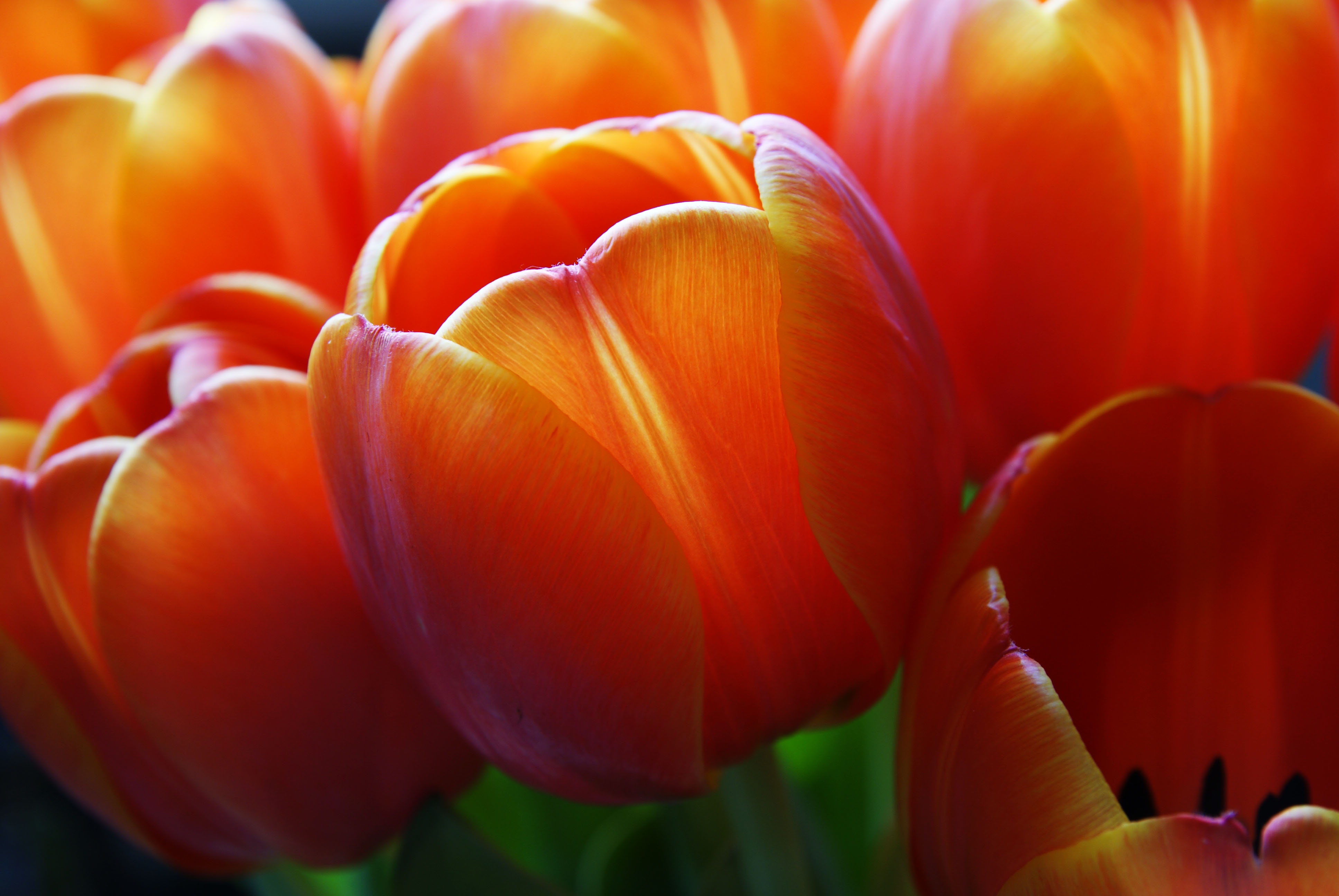 tulip-2-1