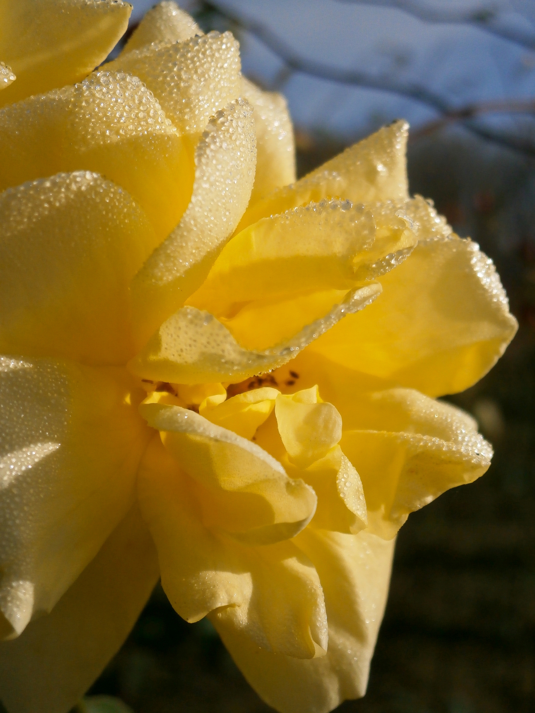 yellow-rose-1