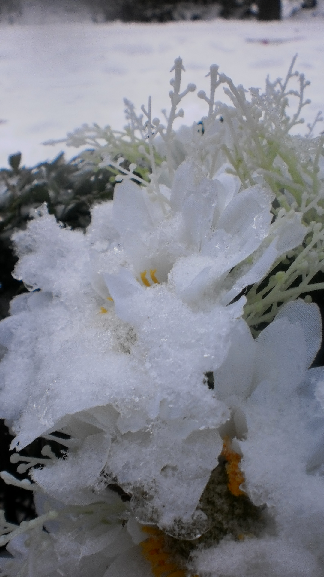 frozen-flower-4