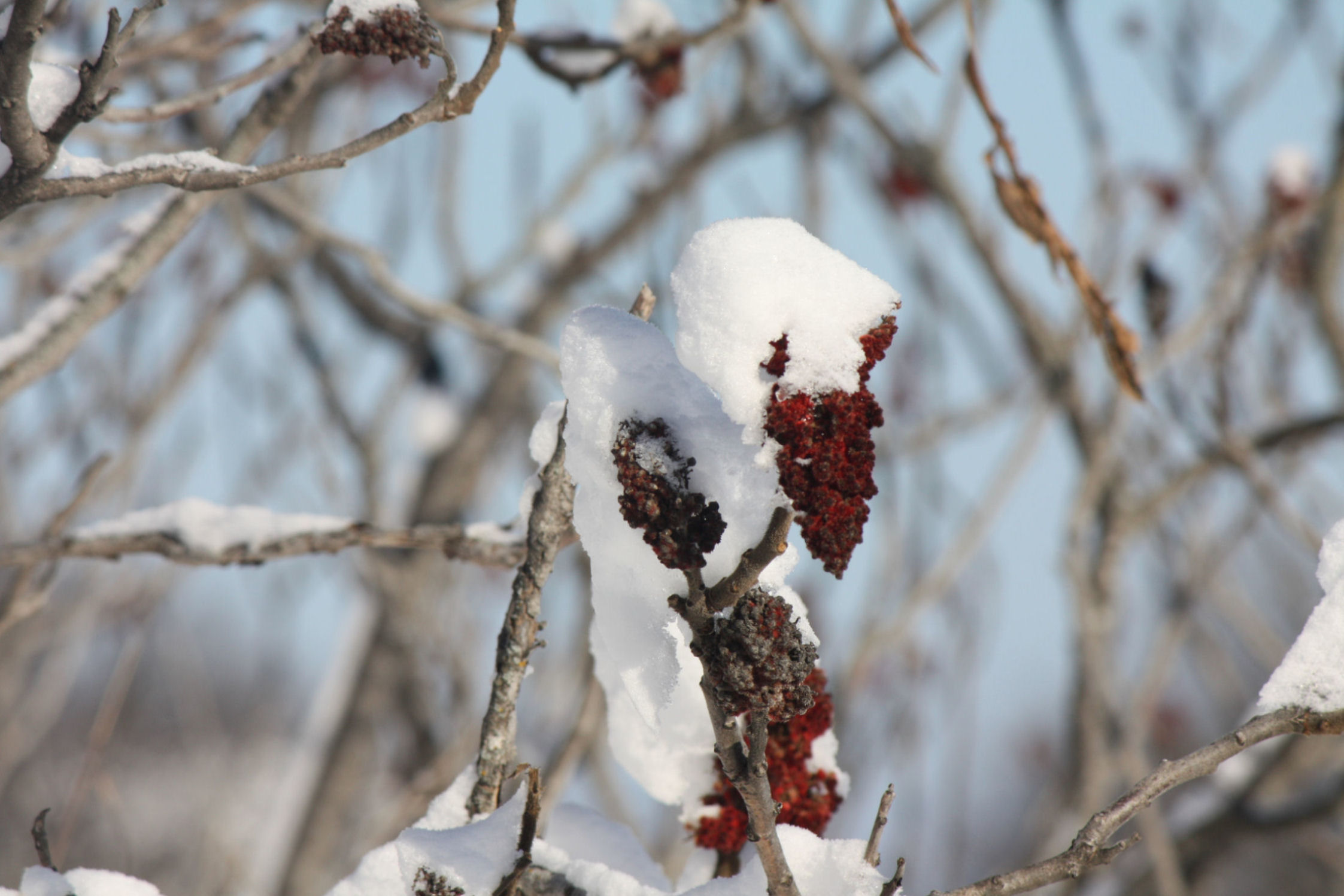 snow-on-plant