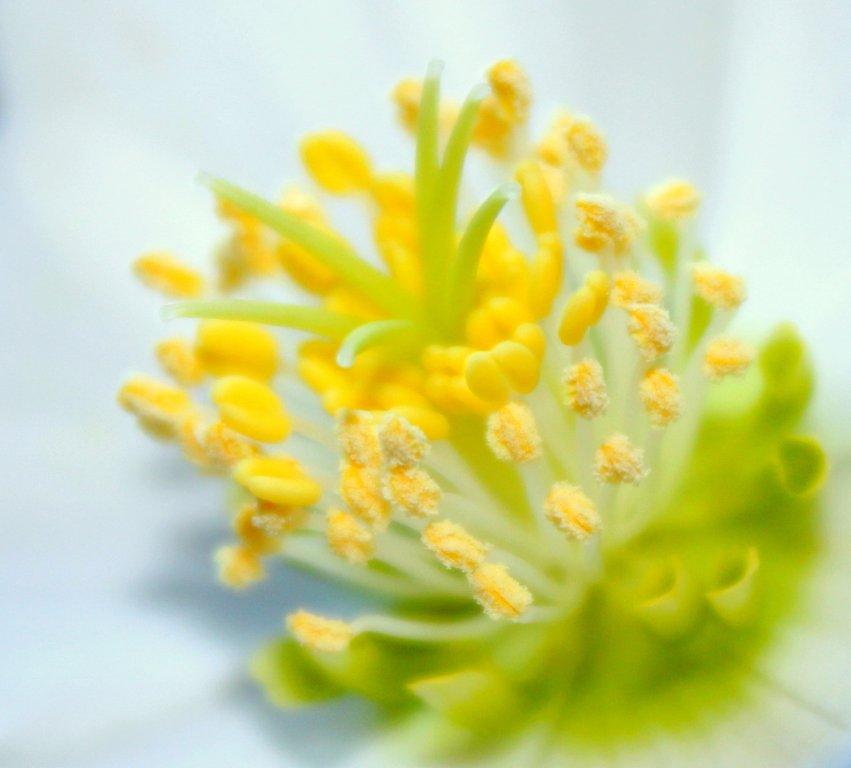 nog-mooier-van-dichtbij