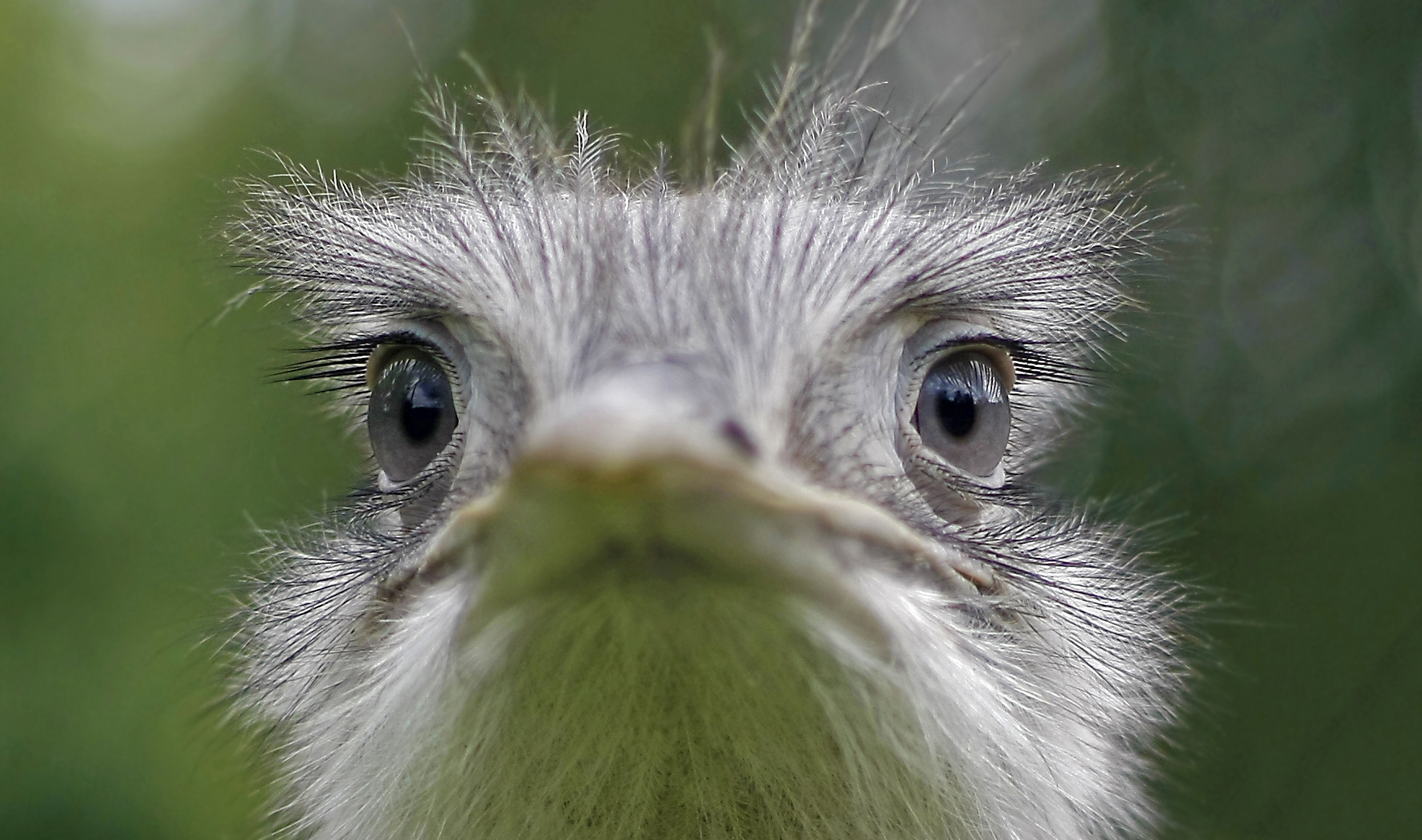 geen-struisvogelpolitiek