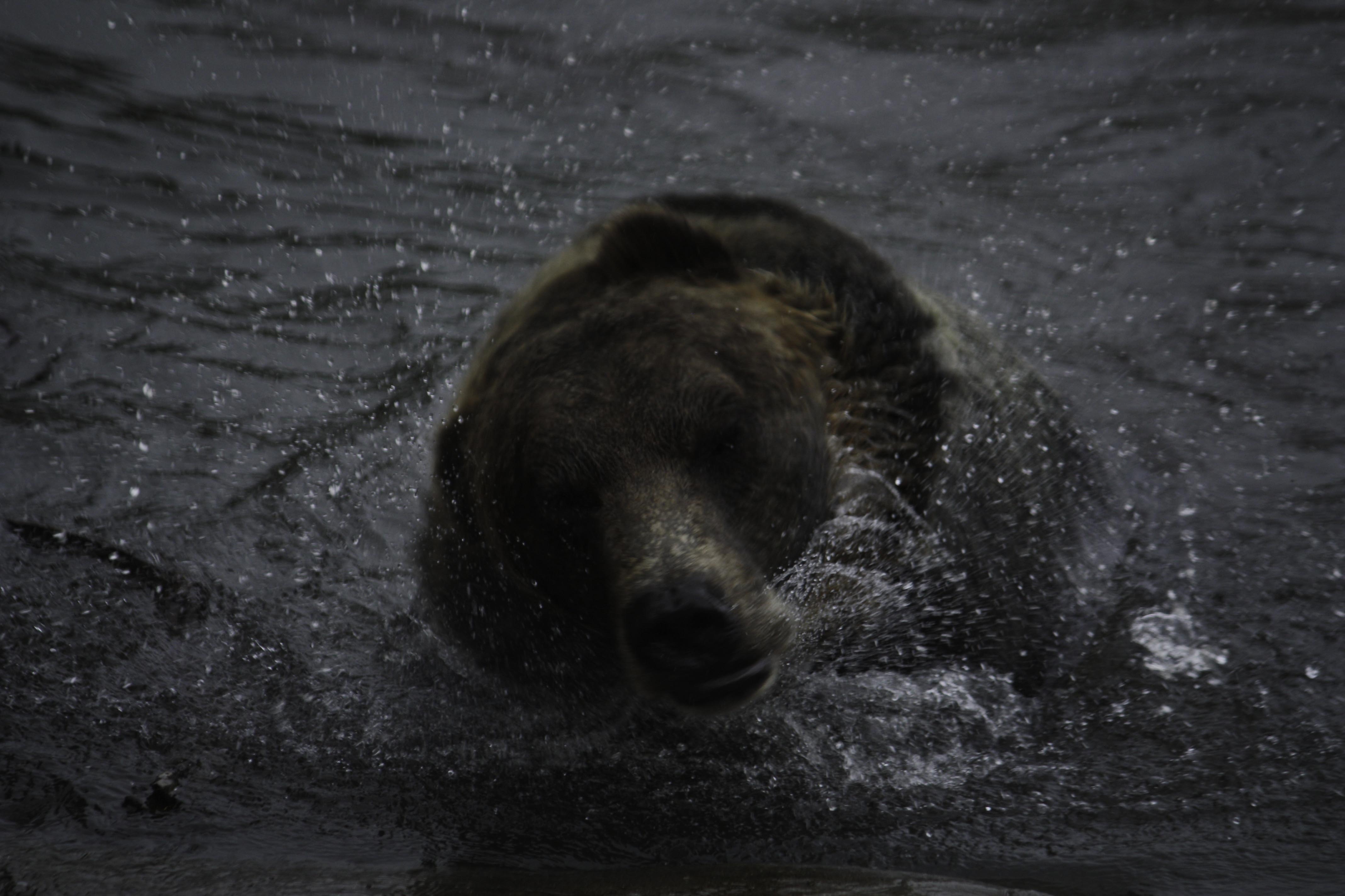 grizzly-bear-shaking-off-water
