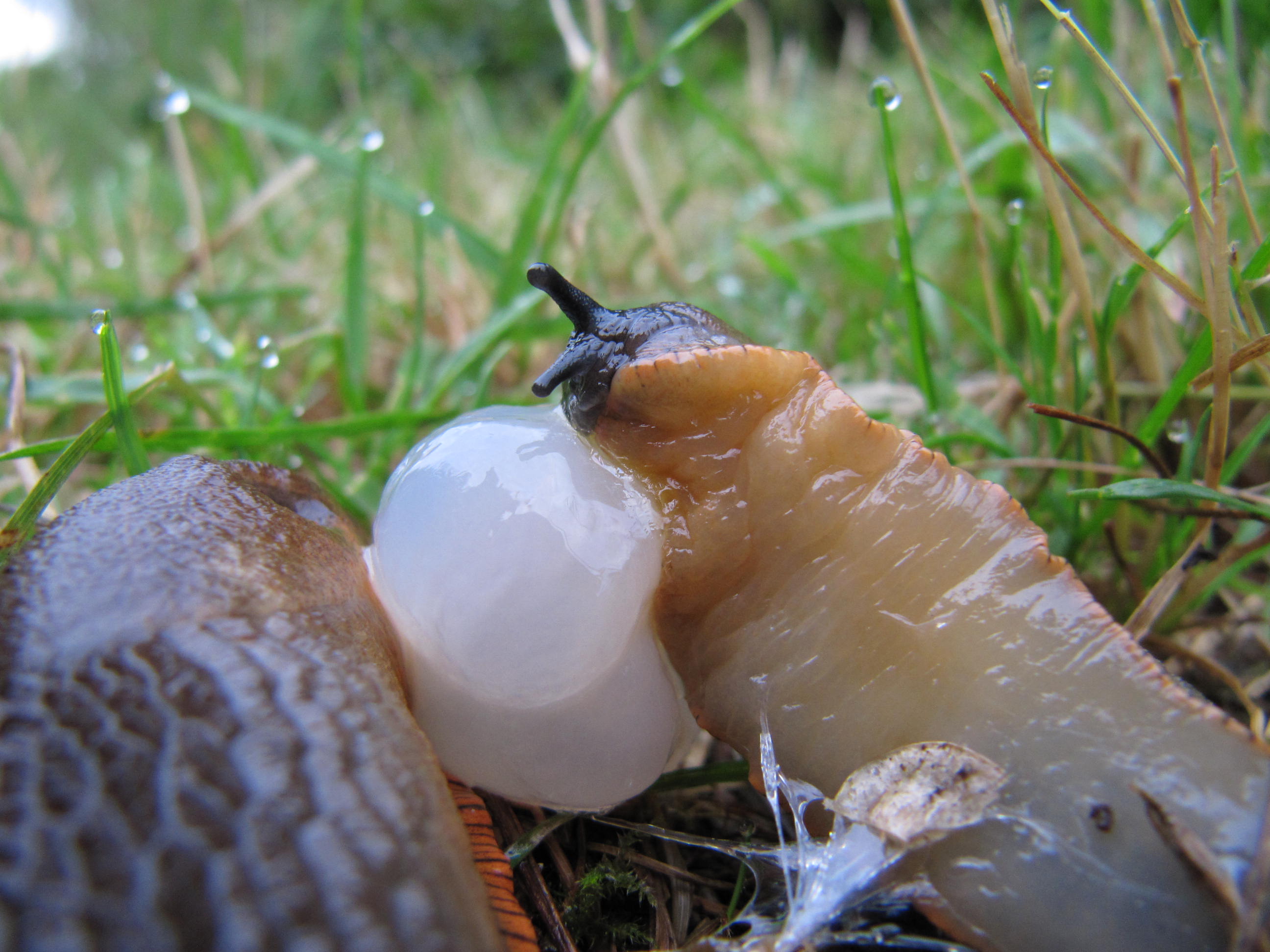 parende-naakt-slaken