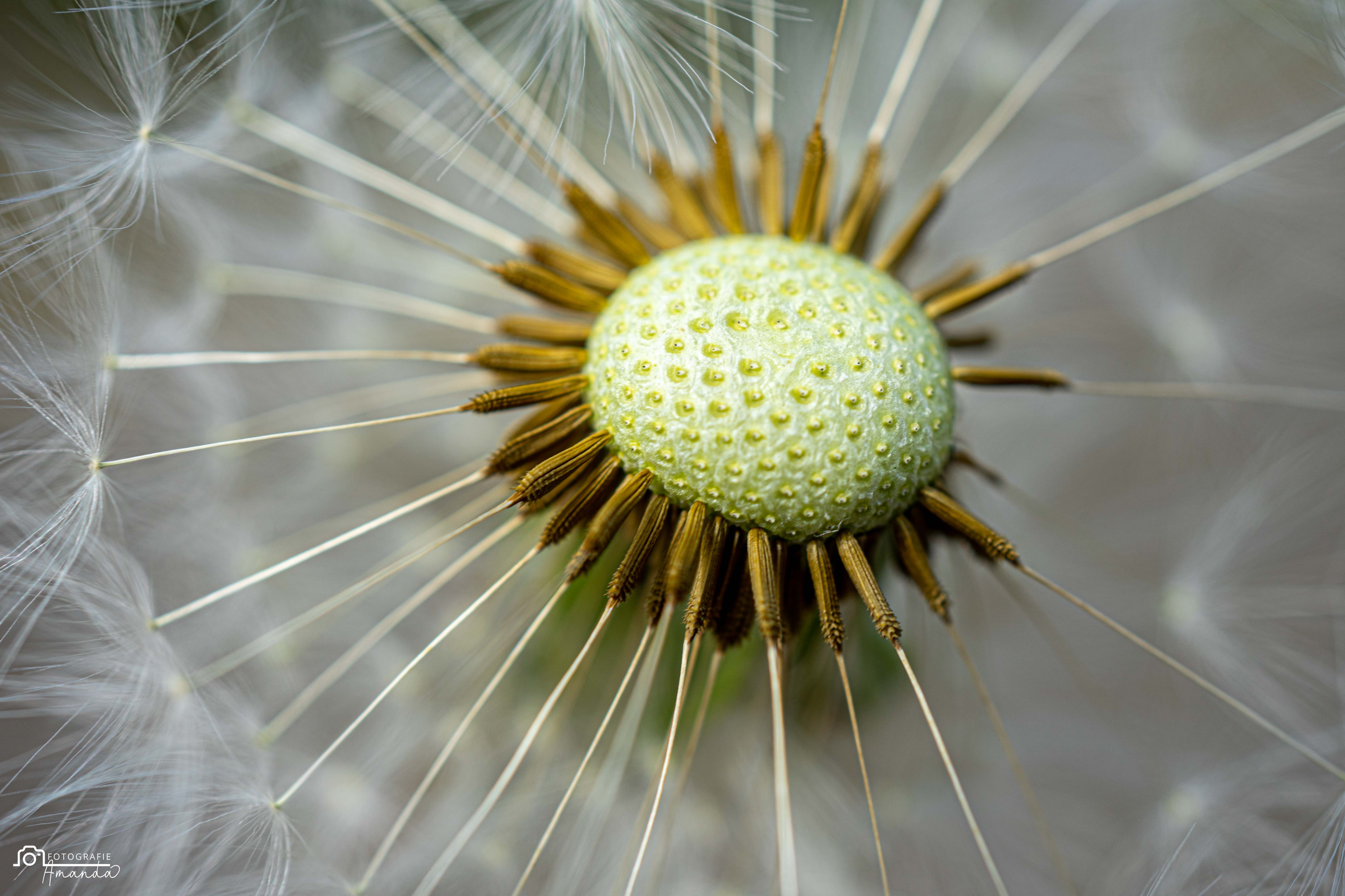 spelden-op-een-kussentje
