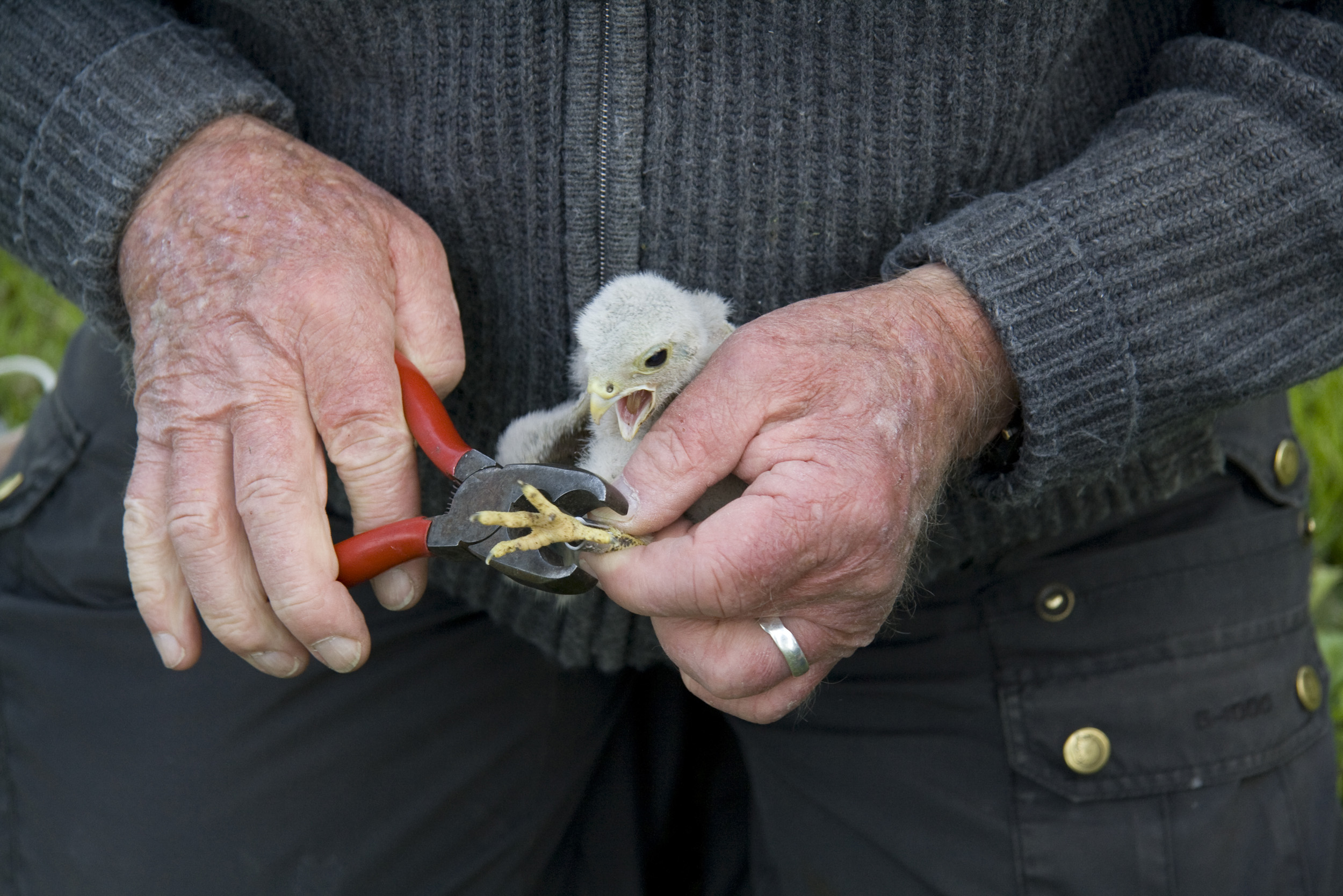 ringen-van-een-jonge-valk