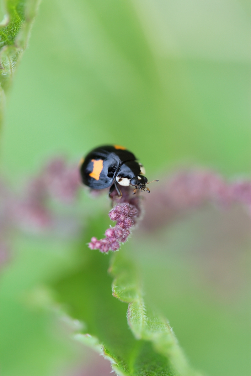 lieveheersbeestje-30