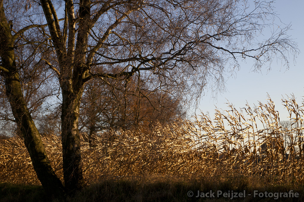 wandeling-langs-bosrand