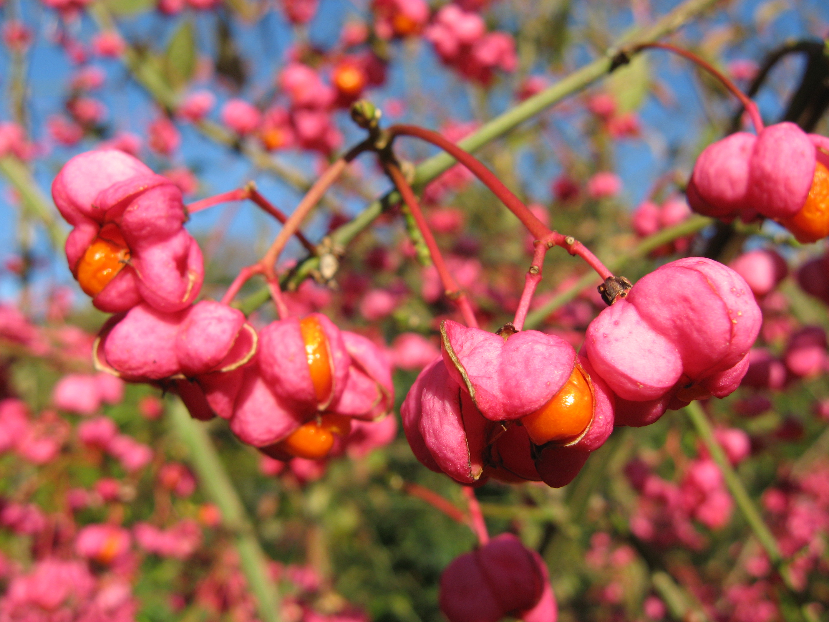 euonymus-europaeus