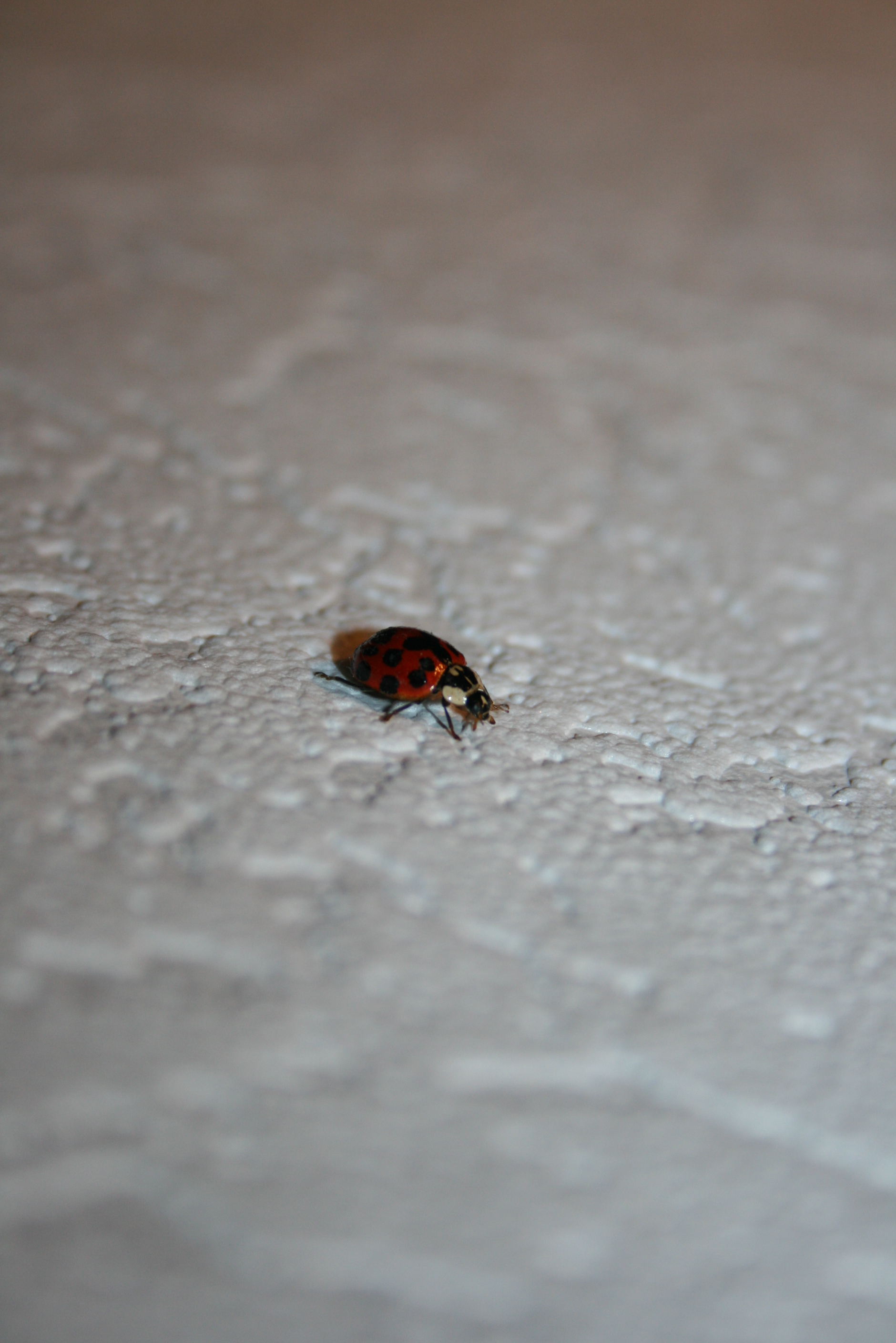 lieveheersbeestje-31