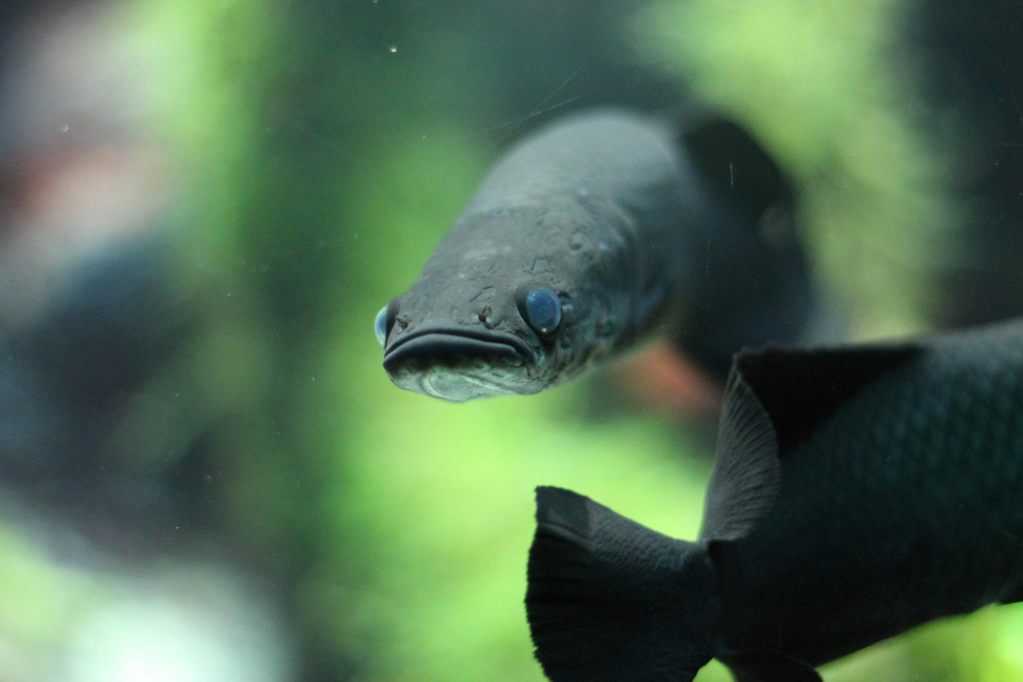 curious-fish-behind-the-glass