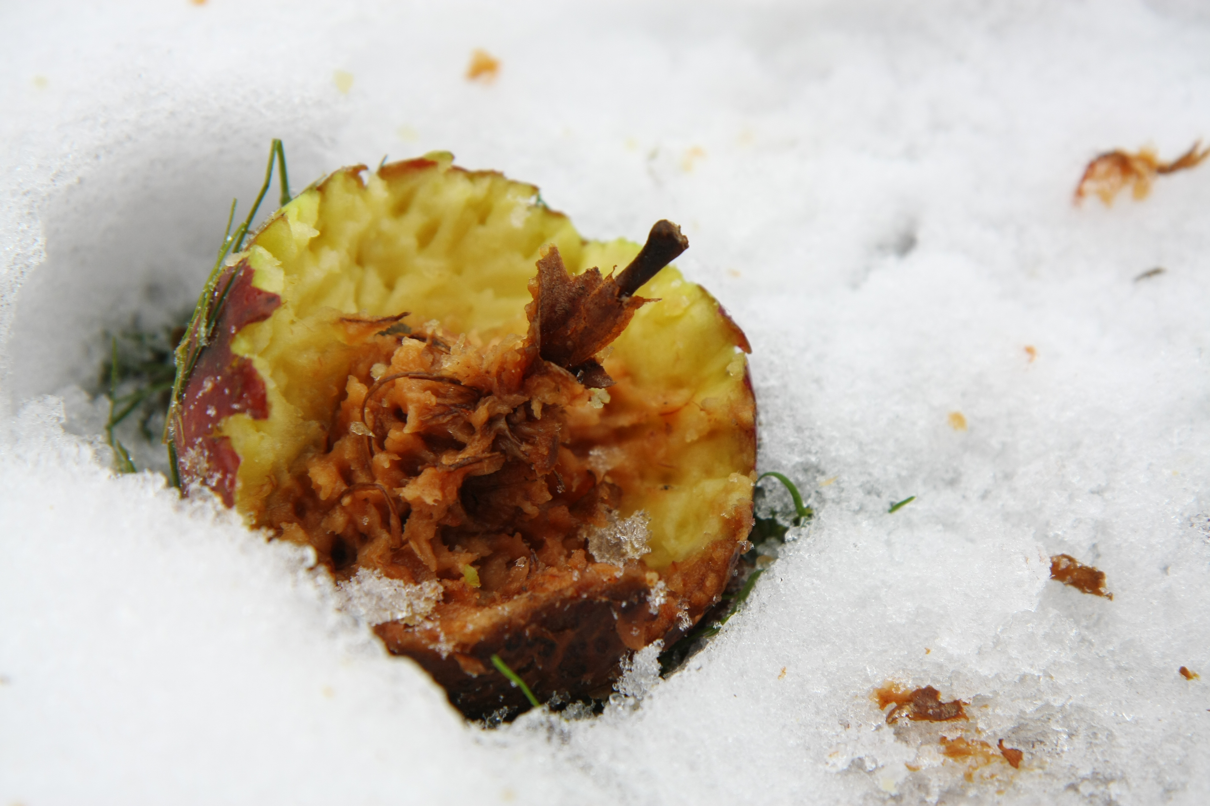 appel-half-verorberd-door-een-merel