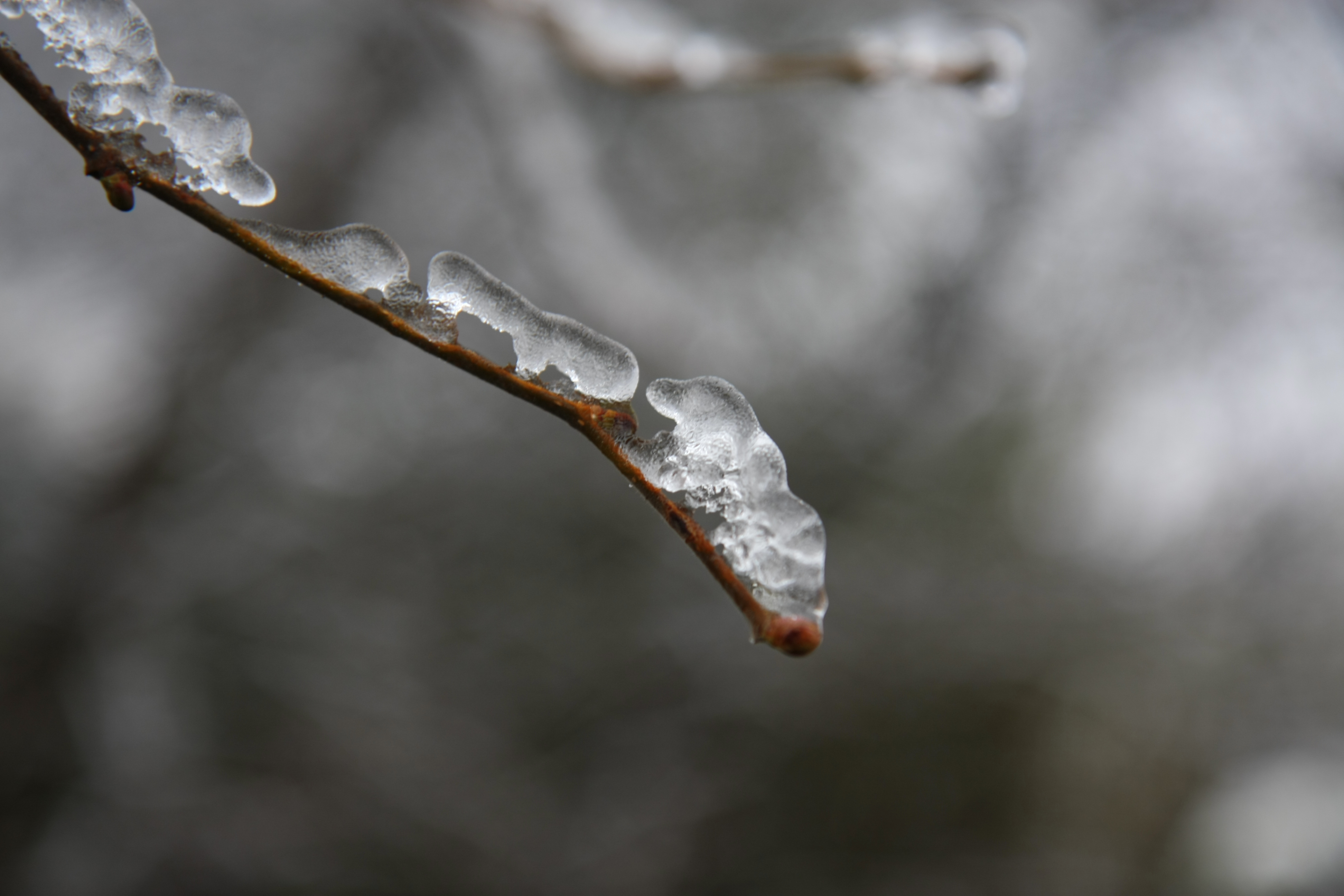 in-de-winter-gaan-alle-rupsen-naar-de-knoppen