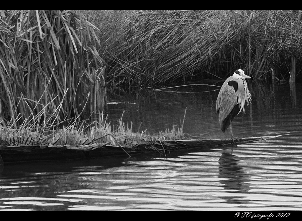 waiting-for-christmas-dinner
