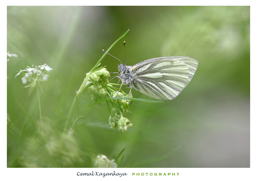 klein-geaderd-witje-0