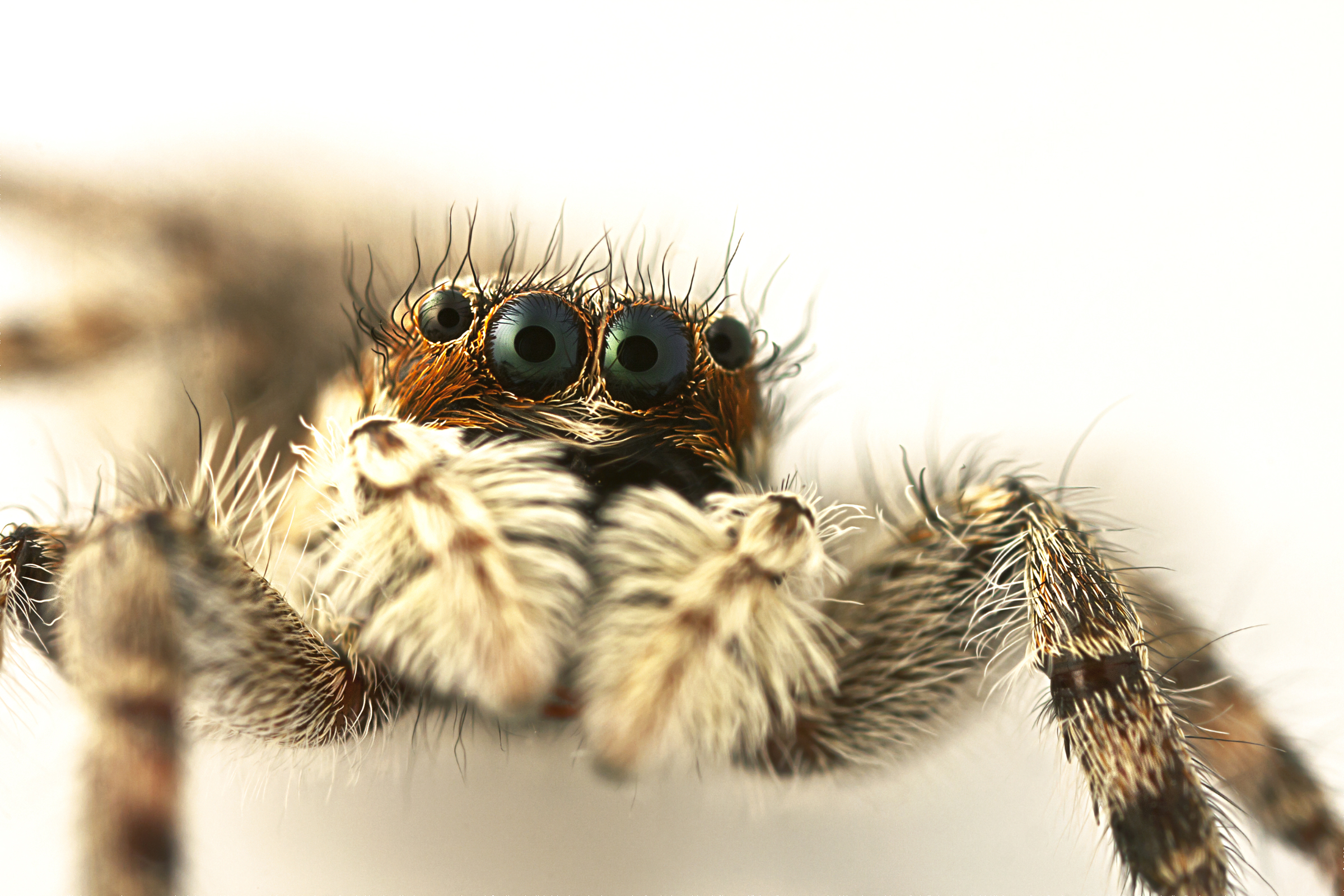 een-springspin-met-pupillen