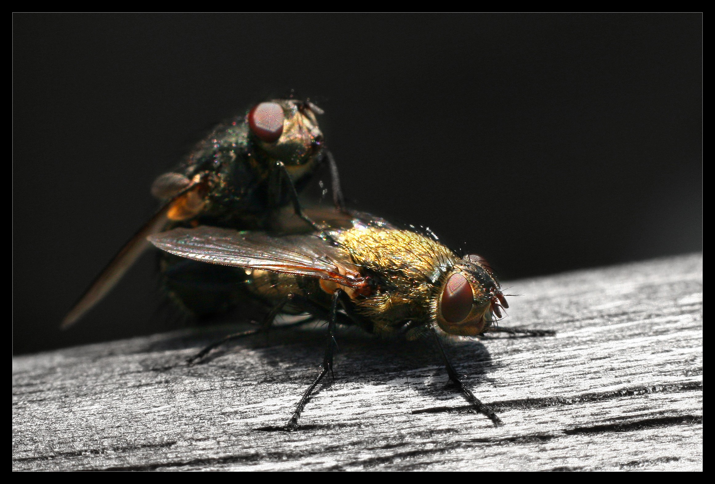 een-vliegens-vluggertje