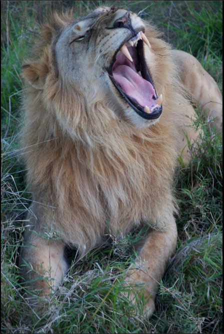 lion-bit-himself-in-tong