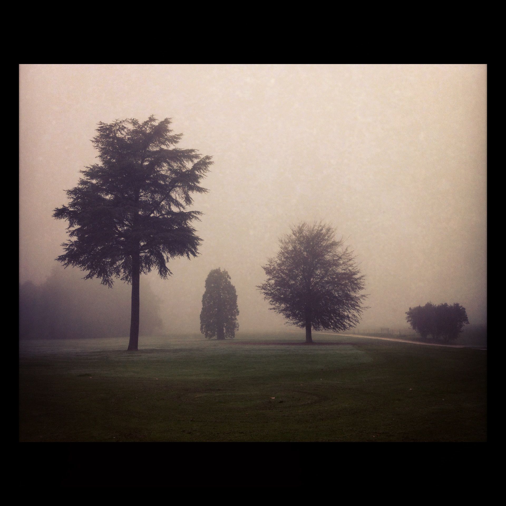 foggy-trees-1