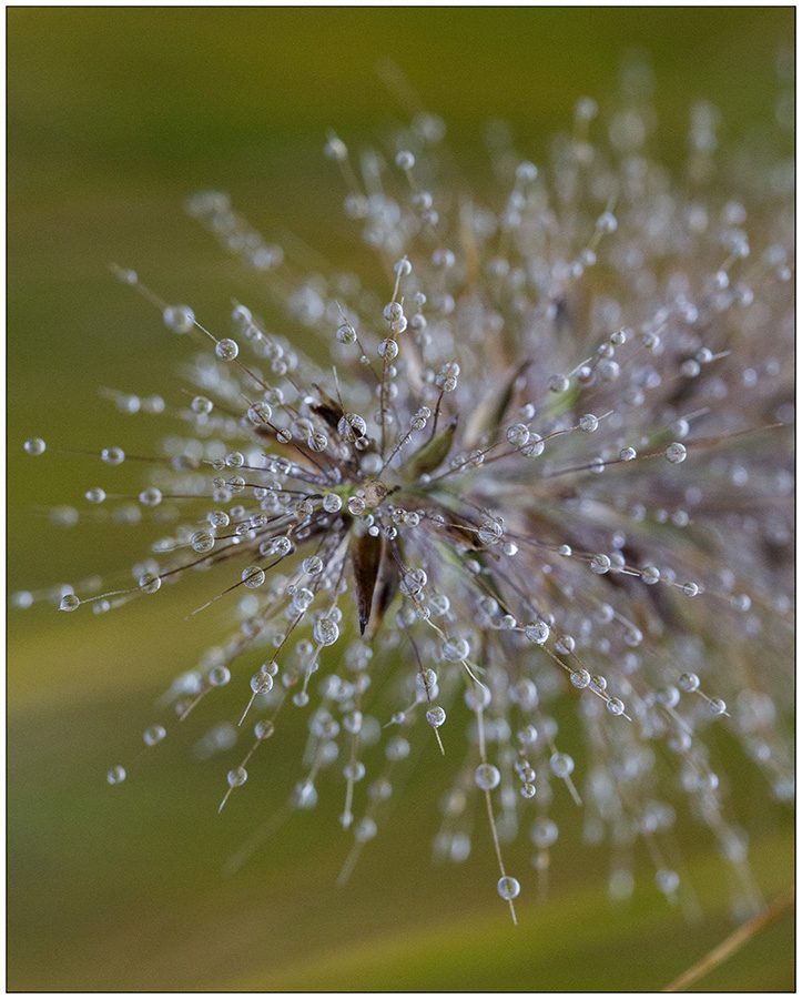 dauwdruppels-10