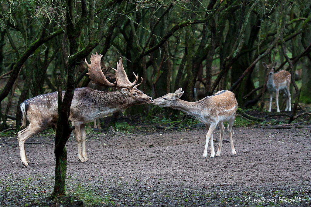 hertenbronst-liefde-in-de-herfst