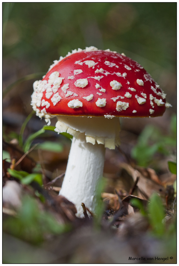 vliegenzwam-18