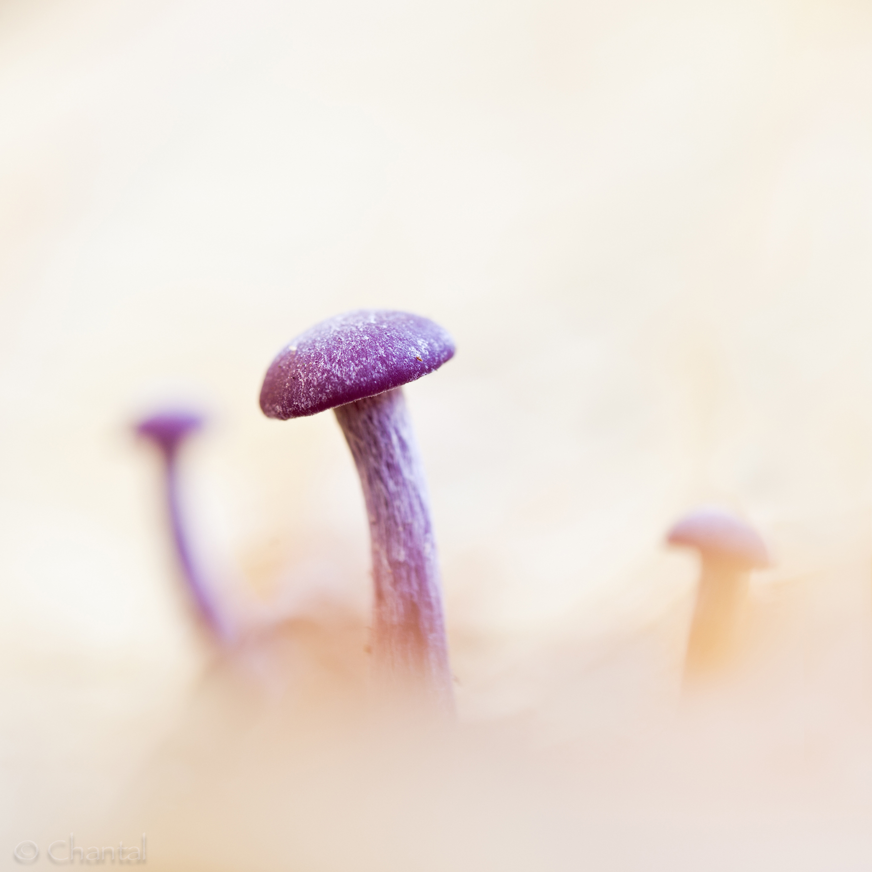 mystic-mushrooms-1