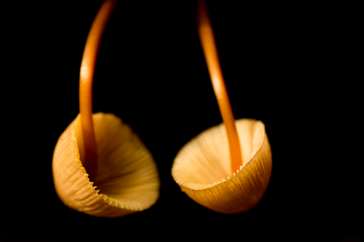 paddenstoel-in-zon-licht