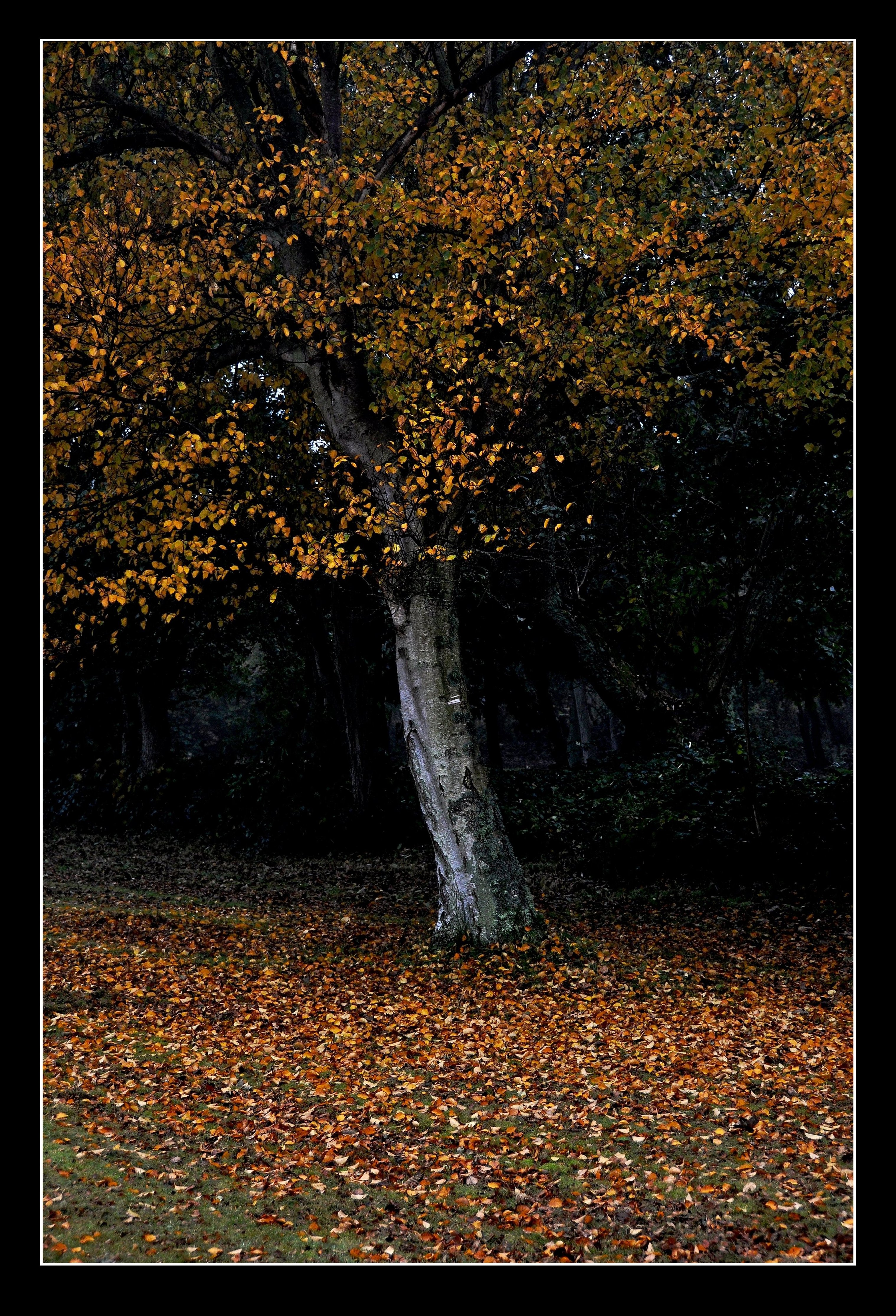 herfst-118