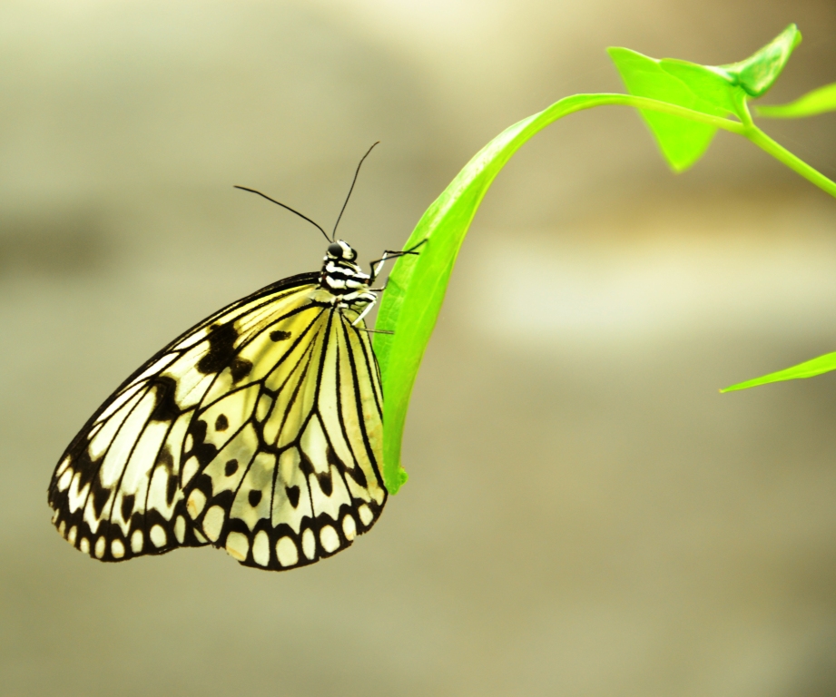 mooie-vlinder-bijna-doorzichtig