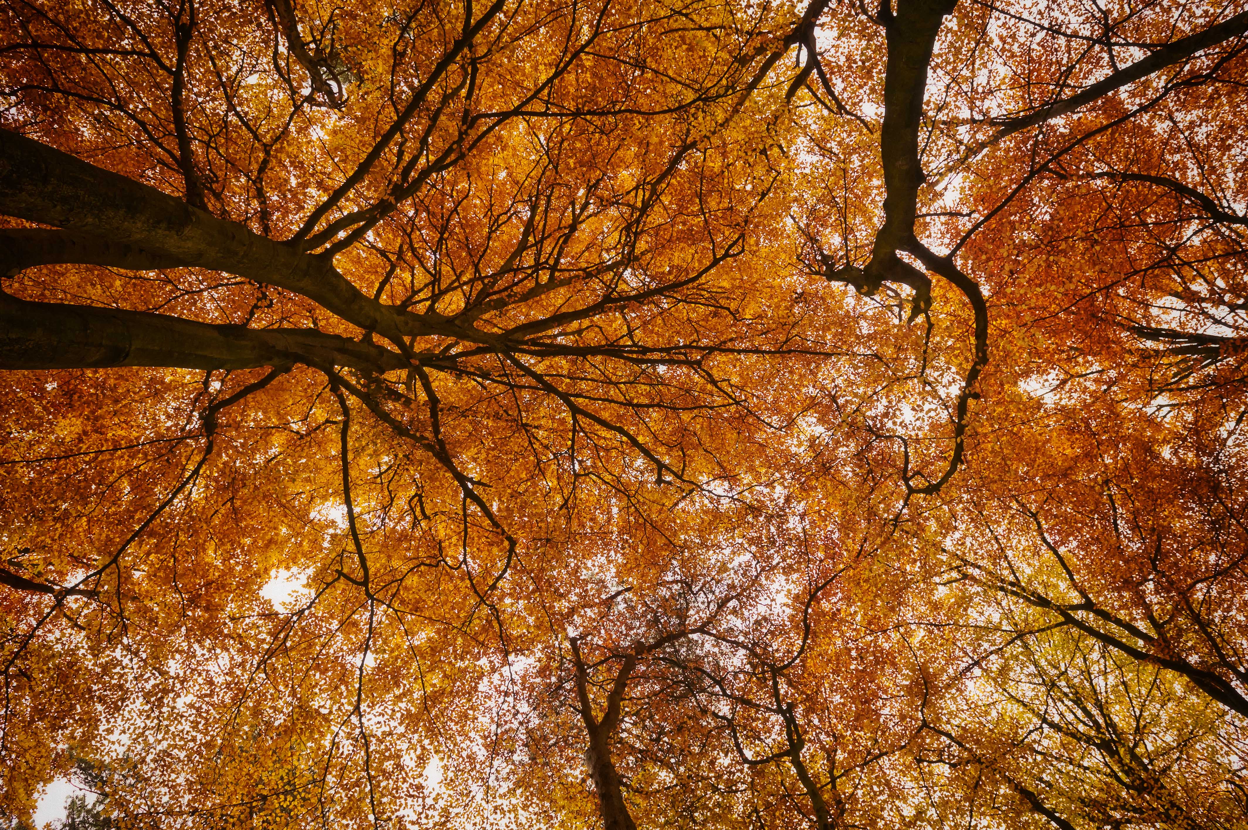 herfstbos-wedstrijd-0