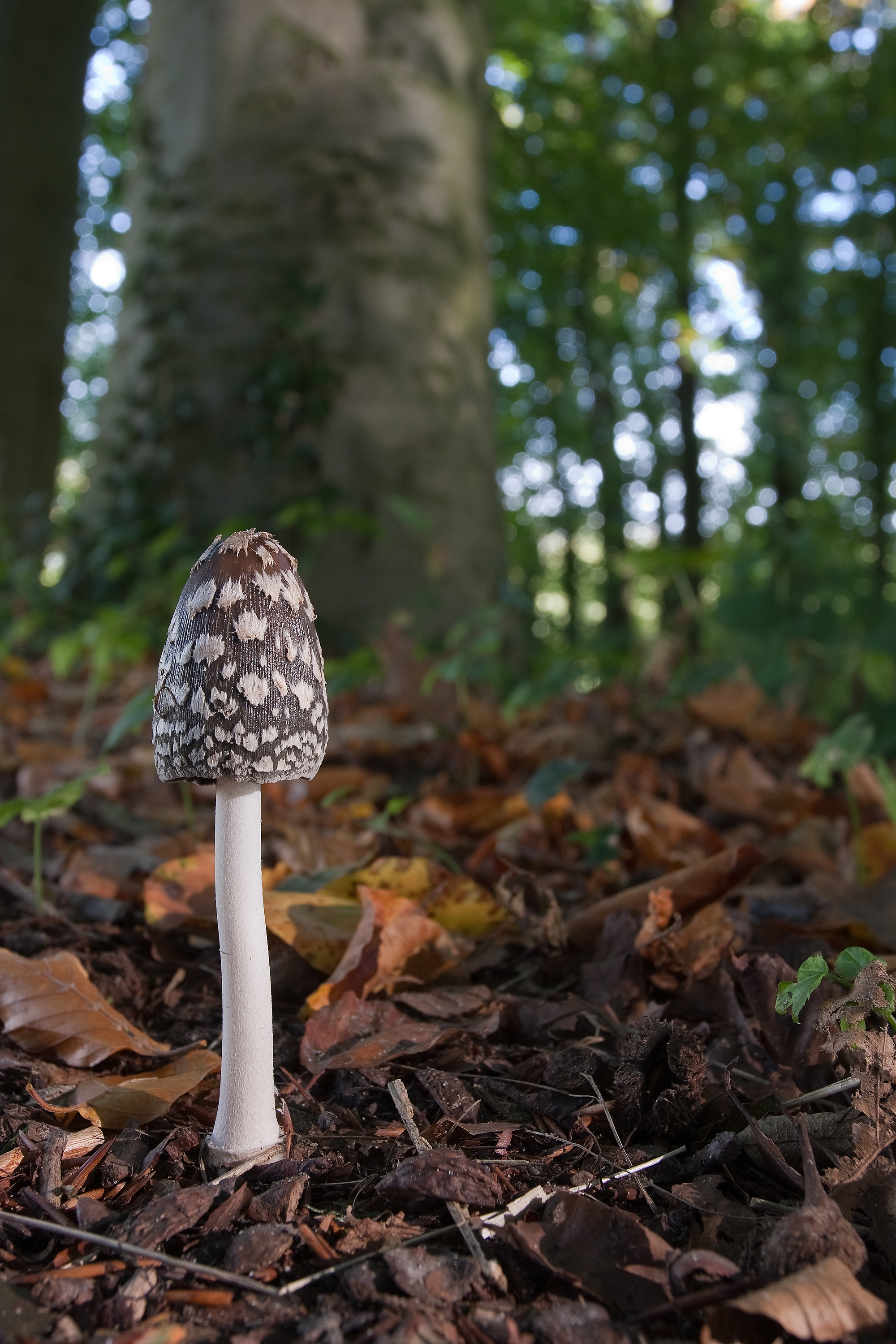 spechtinkzwam-in-herfstbos
