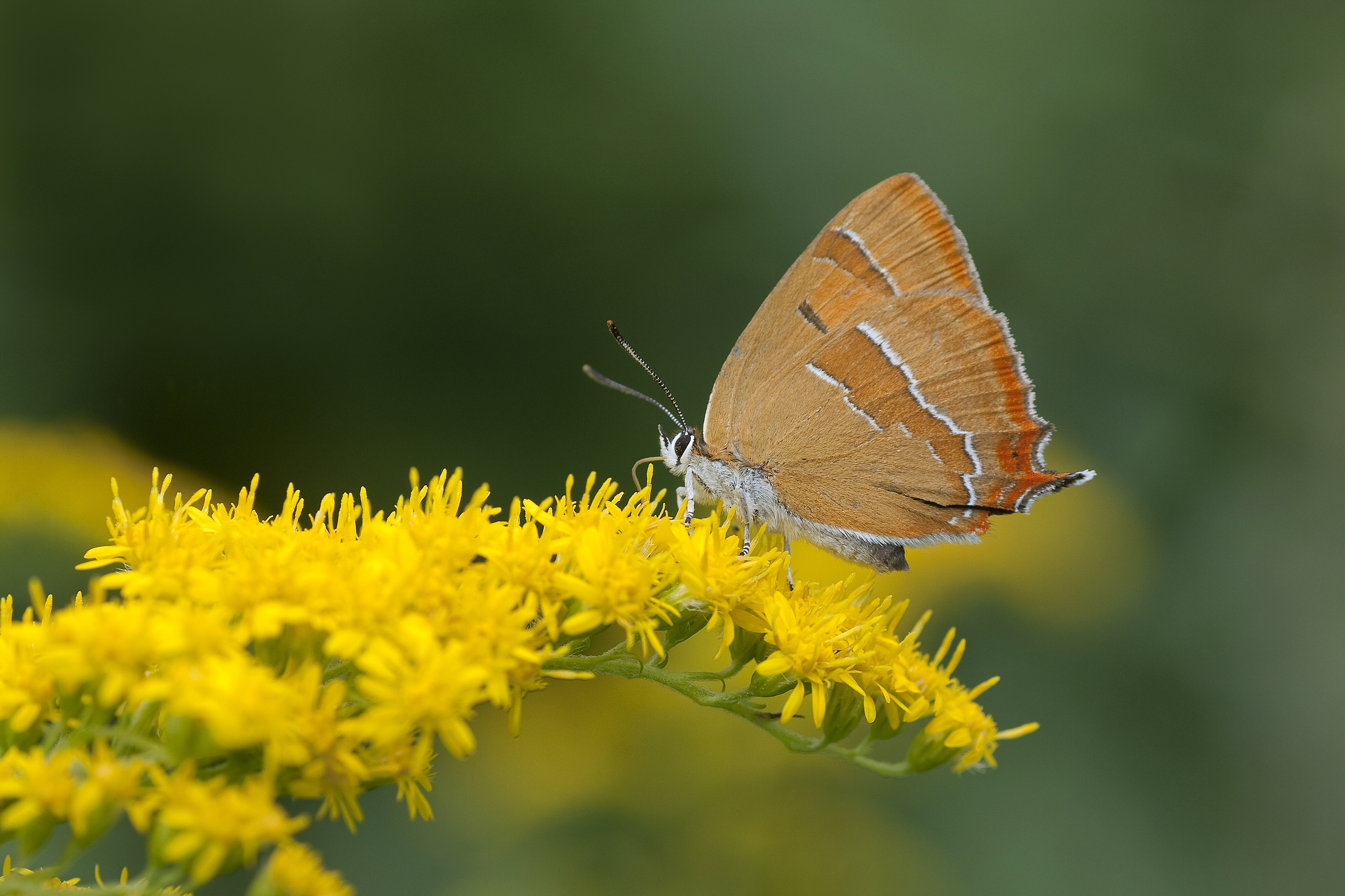 de-detailering-van-nederlands-mooiste-vlinder