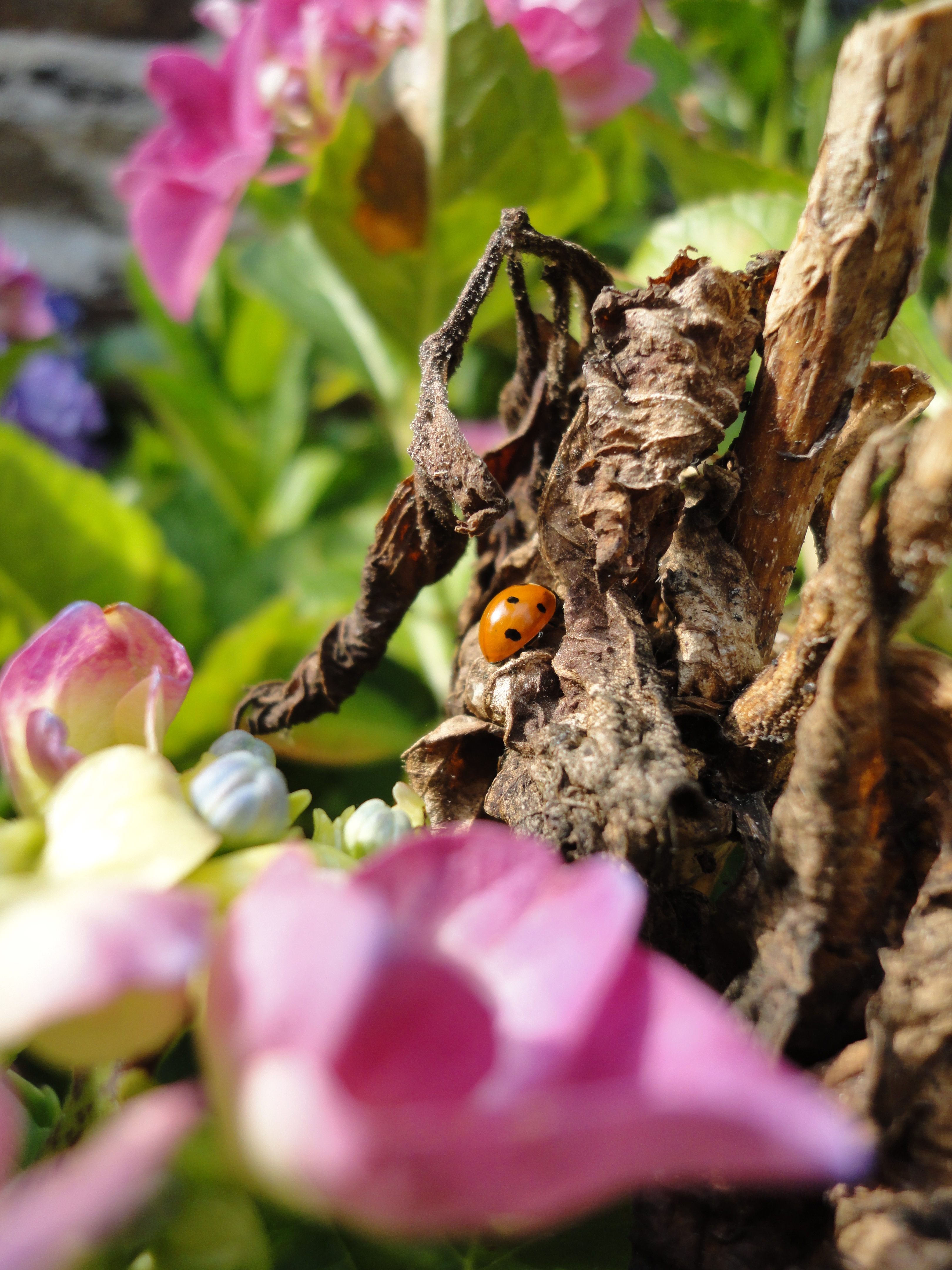 lieveheersbeestje-32