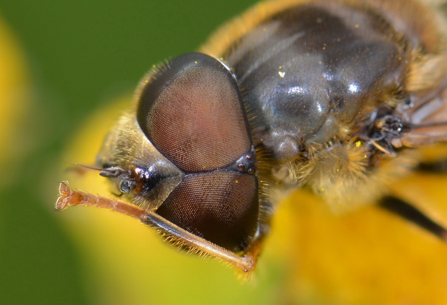 zweefvlieg-15
